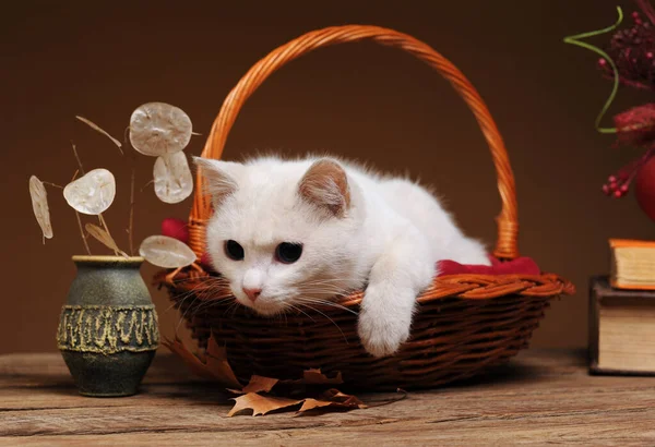 一只白猫在柳条筐里玩耍和摆姿势 — 图库照片