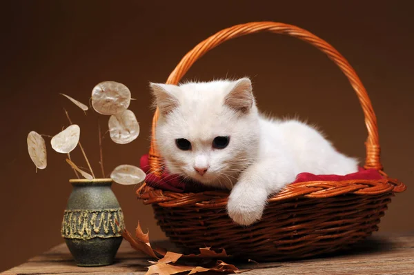 Chat Blanc Joue Pose Dans Panier Osier — Photo