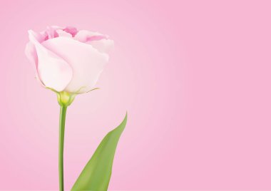 Tasarımınız için gerçekçi vektör gül