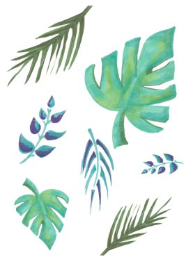 Tropik yaprakları ile güzel el çizilmiş botanik illüstrasyon. Beyaz arka planda yalıtılmış.