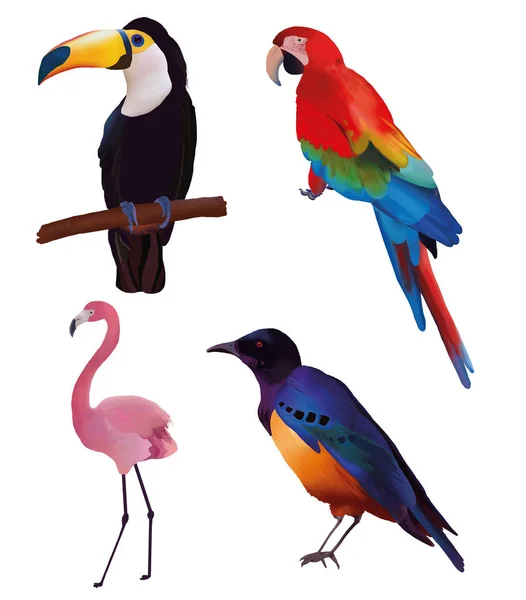 Conjunto exótico de aves tropicales: flamenco, tucán, colibrí, loro. ilustración . —  Fotos de Stock