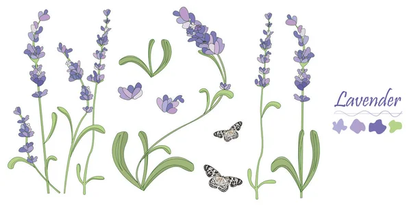 Ställ in lavendel blommor element. Botaniska illustrationer ritas för hand — Stock vektor