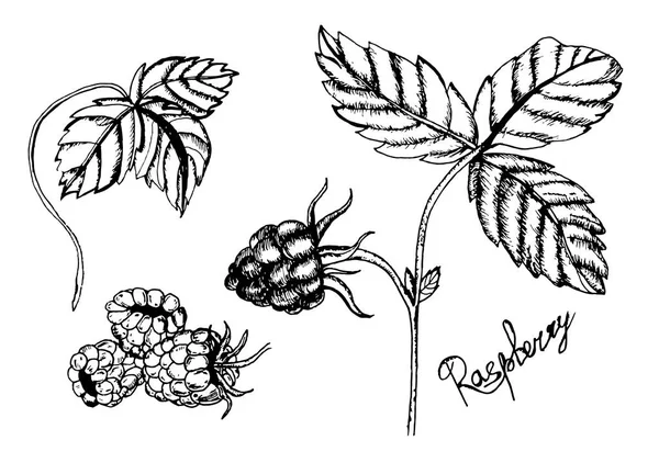 Hallon vektorritning. Isolerad Berry Branch skiss på vit bakgrund. Sommarfrukt graverad stil illustration. Detaljerad handritad vegetarisk mat. Perfekt för etikett, affisch, Print — Stock vektor