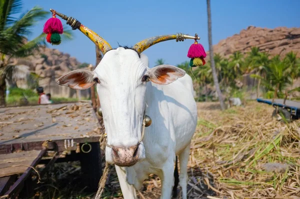 Süslemeleri Çan Hampi Hindistan Çiftlikte Giyen Boyalı Boynuzlu Inek Beyaz — Stok fotoğraf