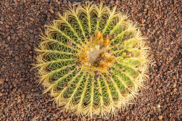 Top view of cactus plant with small stones on and around it