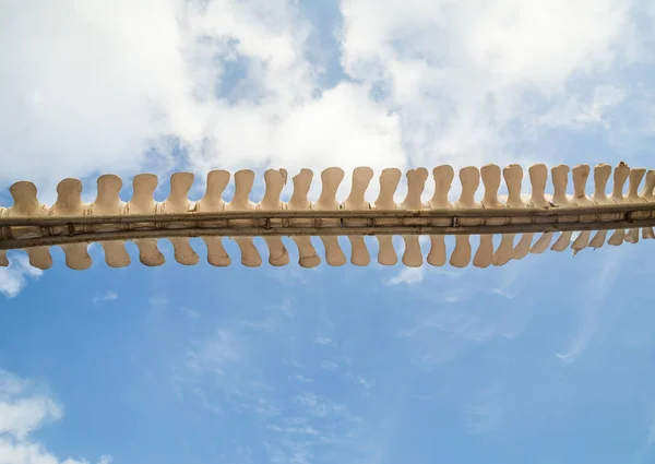 Close Shot Whales Spine Being Displayed Canary Island — Stock Photo, Image