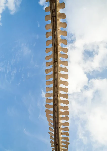 Tiro Vertical Columna Vertebral Las Ballenas Que Muestra Isla Canaria — Foto de Stock