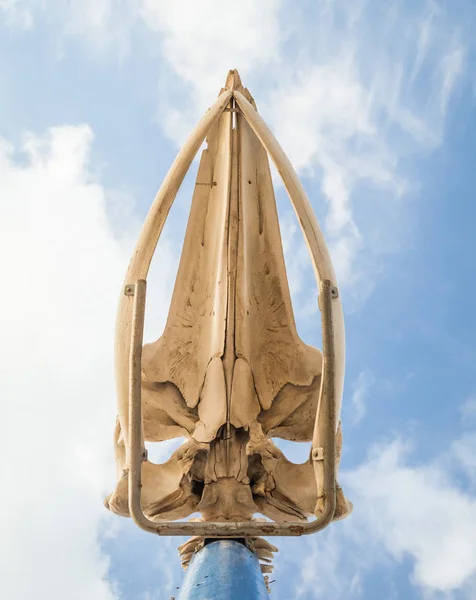 A skull of a whale with the cloudy sky up above at the Canary islands, Spain