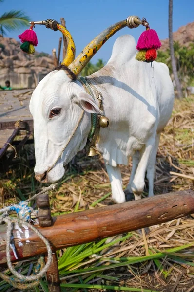 Białe Krowy Malowane Rogi Noszenie Ozdób Dzwony Farmie Hampi Indie — Zdjęcie stockowe