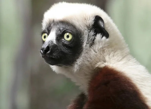 Ett porträtt av en Sifaka.på primat, en stor Lemur — Stockfoto