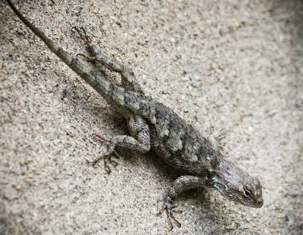 Lagarto Espinhoso Clark Sceloporus Clarkii Encontrado Nas Regiões Deserto Sonoro — Fotografia de Stock