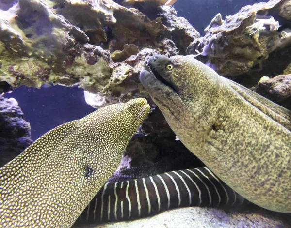 Pair Moray Eels Maui Hawaii Reef — Stock Photo, Image