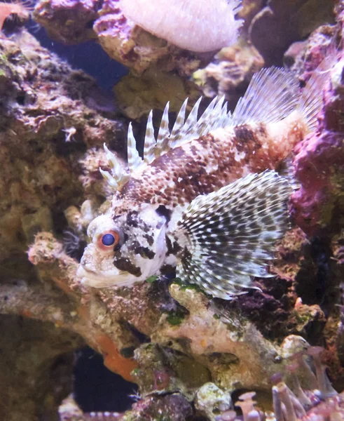 Ein Giftiger Skorpionfisch Oder Feuerfisch Auf Einem Korallenriff Maui Hawaii — Stockfoto