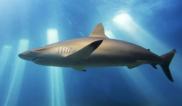 Close Portrait Blacktip Shark Carcharhinus Limbatus Common Inshore Maui Hawaii — Stock Photo, Image