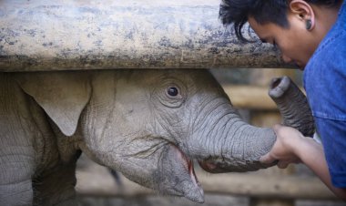 Bir kaleci Caresses bir bebek Asya fil Chiang Mai, Tayland 