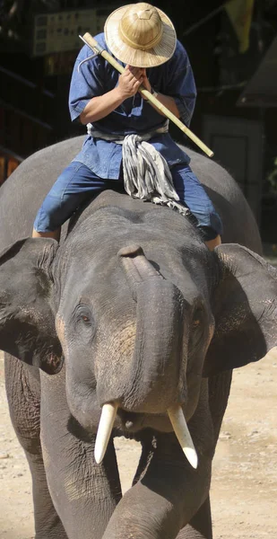 Rider Prays Atop Asian Elephant Chiang Mai Thailand — Stock Photo, Image