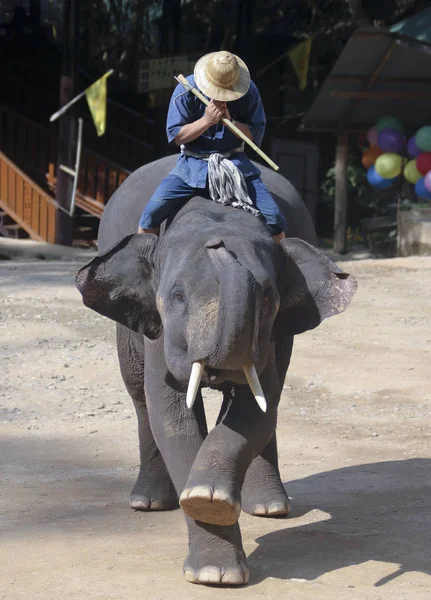 Rider Prays Atop Asian Elephant Chiang Mai Thailand — Stock Photo, Image