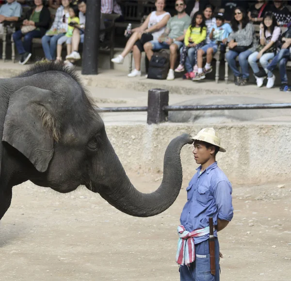 Chiang Mai Thailand Decembrie Maesa Elephant Camp Decembrie 2018 Lângă — Fotografie, imagine de stoc