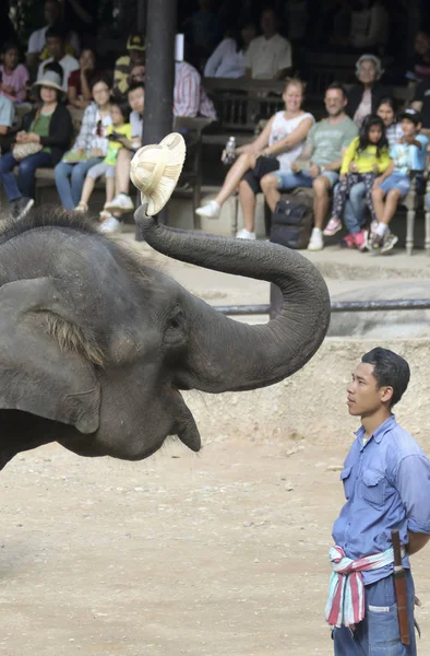 Chiang Mai Tailandia Diciembre Campamento Elefantes Maesa Diciembre 2018 Cerca —  Fotos de Stock