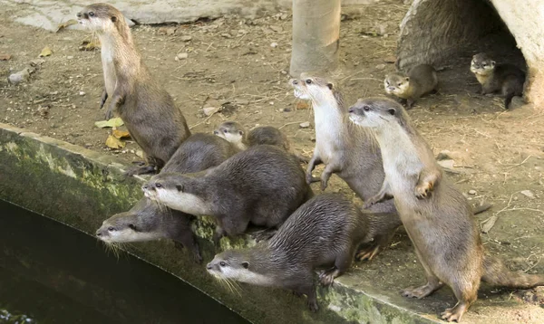 A Family of Otters at the Chiang Mai Zoo, Thailand — Stock Photo, Image