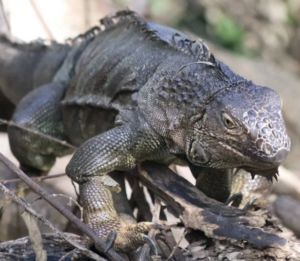 Una iguana se posa en un enganche —  Fotos de Stock