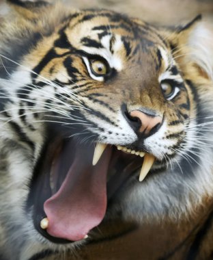 Öfkeli Tiger Roars şiddetle