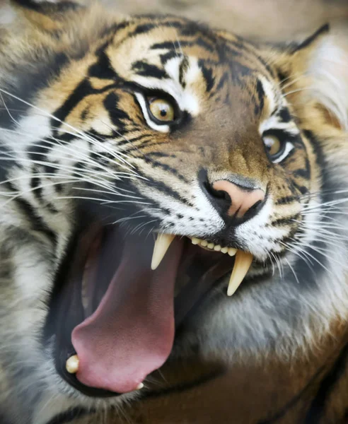 An Angry Tiger Roars Fiercely — Stock Photo, Image