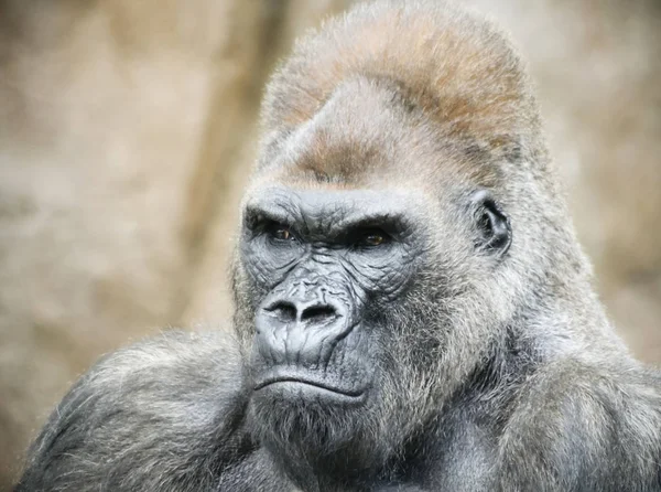 银背大猩猩的肖像 — 图库照片