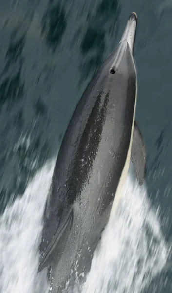 Un dauphin commun chevauchant la vague d'arc — Photo