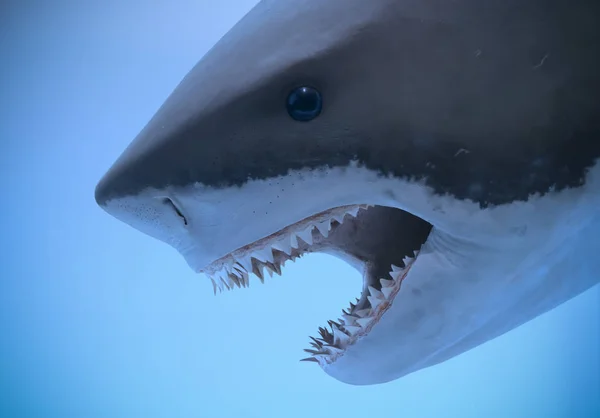 Portrait des mâchoires d'un grand requin blanc — Photo