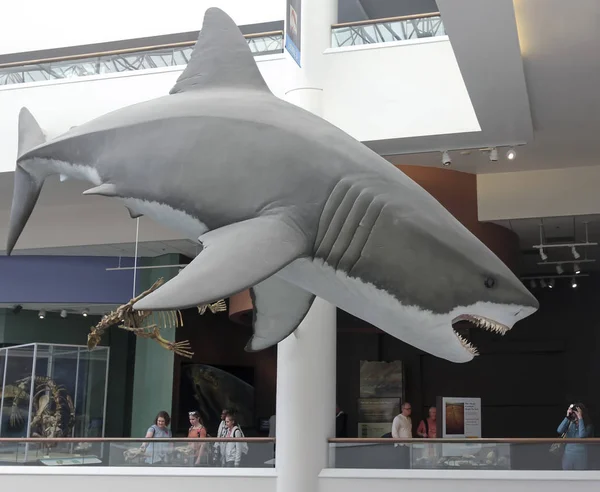 A Woman Photographs the Megalodon at The Nat, San Diego, Ca, Usa — Photo