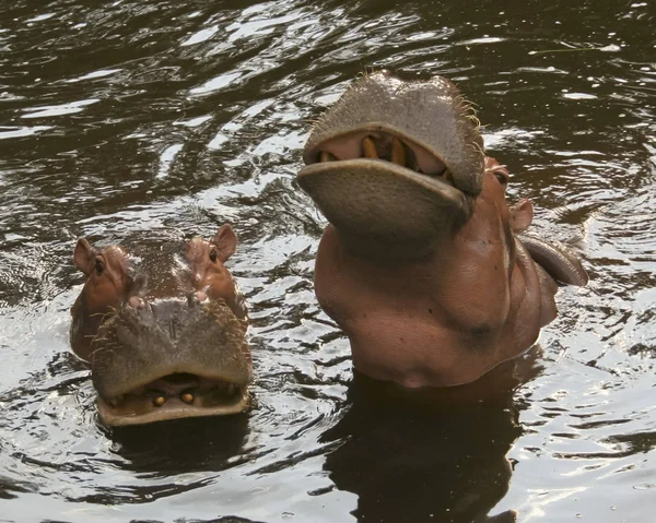 Hippopotamus pár ve vodě — Stock fotografie