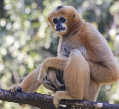 A White Cheeked Gibbon, Chiang Mai, Tayland