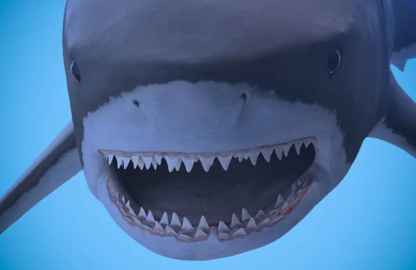 A Portrait of the Jaws of a Great White Shark — Stock Photo, Image