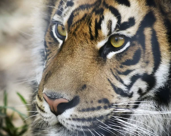 Ένα πορτρέτο του μια τίγρη της Βεγγάλης στο δάσος — Φωτογραφία Αρχείου