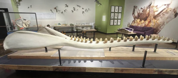 A Sperm Whale Jaw Exhibit at The Nat, San Diego, CA, USA — Stock Photo, Image