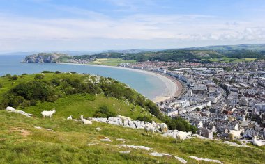 Llandudno' nun Üzerinde Yüksek Büyük Orme Keçileri Sürüsü, Galler, Gb, İngiltere