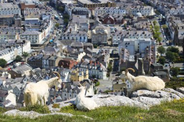 Llandudno, Galler, Gb, İngiltere Yukarıda Büyük Orme Keçiyüksek Bir Üçlü