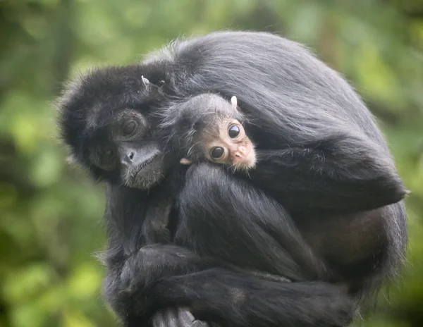 En mamma spindelapa omfamnar hennes barn — Stockfoto