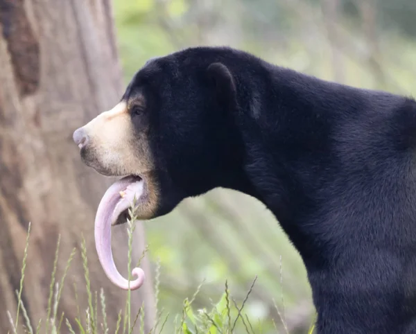 En imponerande Sun Bear tungan, Helarctos malayanus — Stockfoto