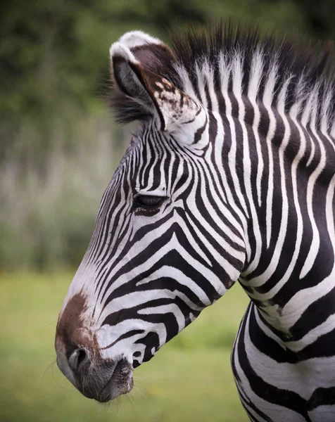 Закрытый вид на Зебру, Equus grevyi — стоковое фото