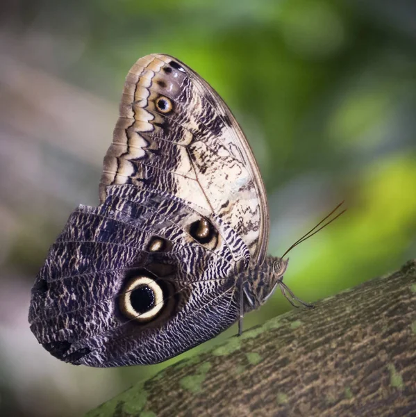 Een close-up van een uil vlinder — Stockfoto