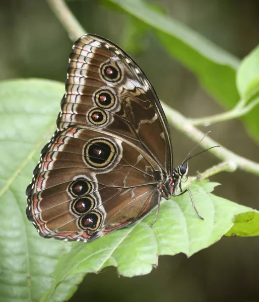 Eine Nahaufnahme eines Morpho-Schmetterlings — Stockfoto