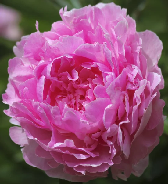 A Perfect Pink Peony in a Garden, Genus Paeonia — Stock Photo, Image