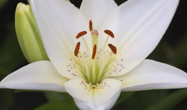 Portret białego kwiatu lilii, rodzaj Lilium — Zdjęcie stockowe