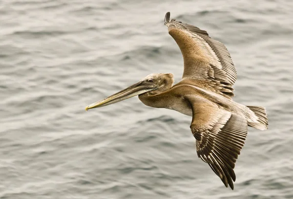Kahverengi Pelikan Dalgalar Üzerinde Süzülür — Stok fotoğraf