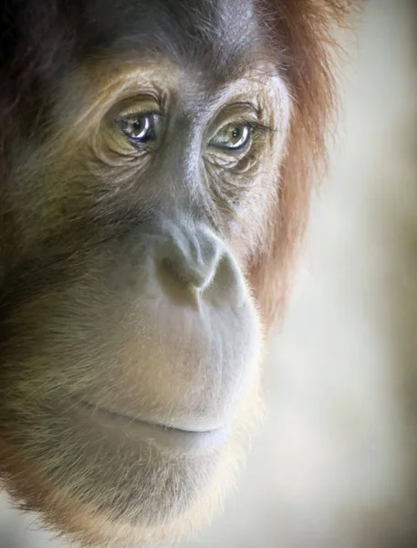 Ett nära porträtt av en ung orangutang — Stockfoto