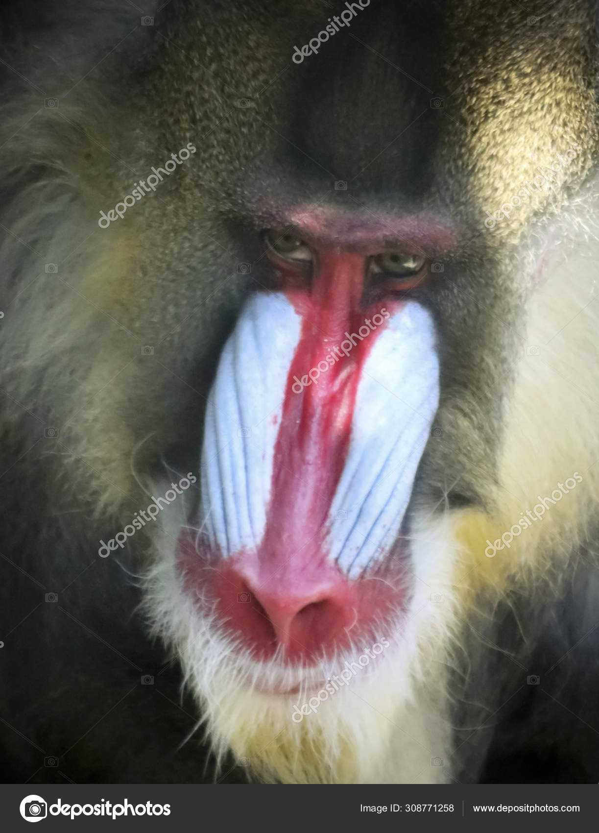 A Male Mandrill Baboon Stares Menacingly Stock Photo Image By C Neilld A Male Mandrill Baboon Stares Menacingly Stock Photo Image By C Neilld