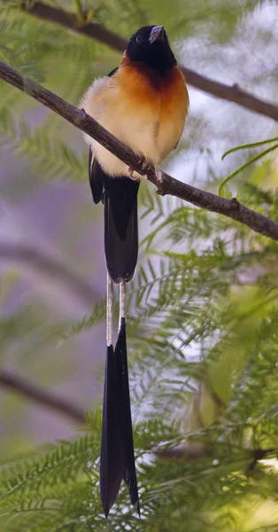 Uzun Kuyruklu Cennet Whydah, Vidua paradisaea — Stok fotoğraf