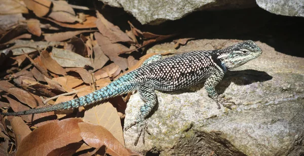 Una milenrama, o montaña, lagarto espinoso, Sceloporus jarrovii — Foto de Stock